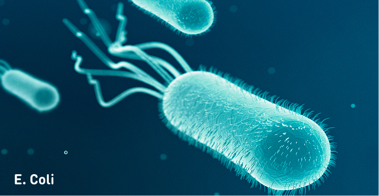 Кишечная палочка E. coli — основной возбудитель цистита у беременных